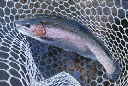 ６時間チャレンジ ～フィッシングパーク高島の泉～